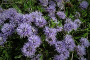 23 Vedovelle celesti (globularia cordifolia)